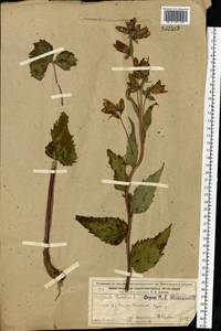 Campanula trachelium L., Eastern Europe, Volga-Kama region (E7) (Russia)