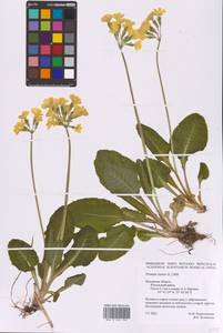 Primula elatior (L.) L., Eastern Europe, Central region (E4) (Russia)