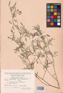 Astragalus arenarius L., Eastern Europe, Central region (E4) (Russia)
