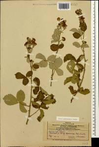 Rubus sanctus Schreb., Caucasus, Azerbaijan (K6) (Azerbaijan)