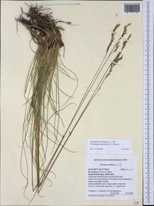 Danthonia decumbens (L.) DC., Western Europe (EUR) (Bulgaria)