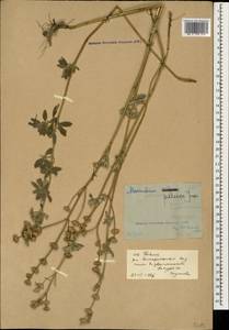 Marrubium peregrinum L., Caucasus, Stavropol Krai, Karachay-Cherkessia & Kabardino-Balkaria (K1b) (Russia)