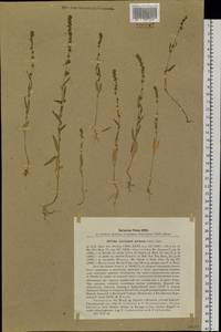 Atriplex patens (Litv.) Iljin, Siberia, Baikal & Transbaikal region (S4) (Russia)