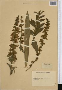 Digitalis ferruginea L., Botanic gardens and arboreta (GARD) (Not classified)