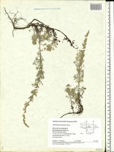 Artemisia austriaca Jacq., Eastern Europe, Central region (E4) (Russia)