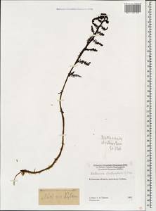 Matteuccia struthiopteris (L.) Tod., Caucasus, Stavropol Krai, Karachay-Cherkessia & Kabardino-Balkaria (K1b) (Russia)