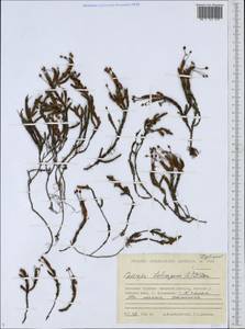 Cassiope tetragona (L.) D. Don, Siberia, Chukotka & Kamchatka (S7) (Russia)