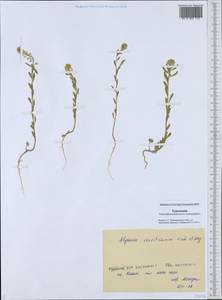 Alyssum szovitsianum Fisch. & C.A.Mey., Middle Asia, Karakum (M6) (Turkmenistan)