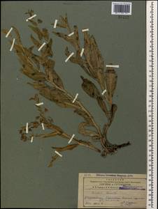 Caccinia macranthera (Banks & Sol.) Brand, Caucasus, Azerbaijan (K6) (Azerbaijan)