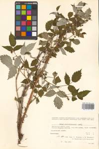 Rubus idaeus subsp. melanolasius Focke, Siberia, Chukotka & Kamchatka (S7) (Russia)