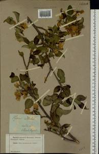 Malus sylvestris Mill., Eastern Europe, South Ukrainian region (E12) (Ukraine)