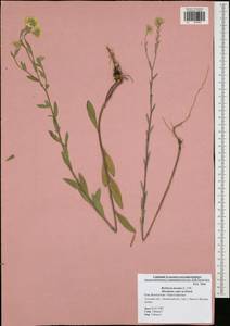Berteroa incana (L.) DC., Eastern Europe, Central region (E4) (Russia)