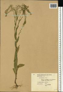 Neslia paniculata (L.) Desv., Eastern Europe, Moscow region (E4a) (Russia)