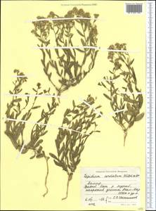 Lepidium cordatum Willd. ex DC., Middle Asia, Pamir & Pamiro-Alai (M2) (Tajikistan)