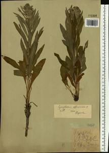 Cynoglossum officinale L., Eastern Europe, North Ukrainian region (E11) (Ukraine)