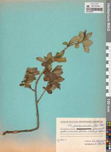 Salix pseudopentandra (Flod.) Flod., Siberia, Chukotka & Kamchatka (S7) (Russia)