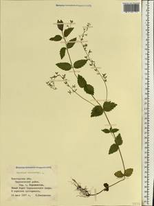 Veronica chamaedrys L., Eastern Europe, Northern region (E1) (Russia)