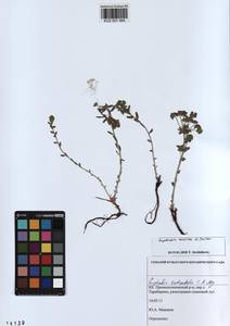 KUZ 001 564, Euphorbia esula subsp. esula, Siberia, Altai & Sayany Mountains (S2) (Russia)