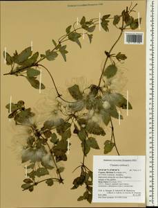Clematis cirrhosa L., South Asia, South Asia (Asia outside ex-Soviet states and Mongolia) (ASIA) (Cyprus)