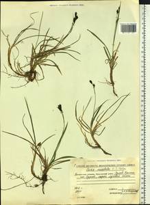 Carex microchaeta subsp. nesophila (Holm) D.F.Murray, Siberia, Chukotka & Kamchatka (S7) (Russia)