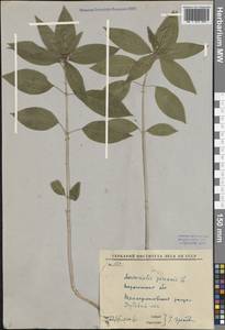 Mercurialis perennis L., Eastern Europe, Central forest-and-steppe region (E6) (Russia)