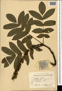 Pterocarya fraxinifolia (Poir.) Spach, Caucasus, Azerbaijan (K6) (Azerbaijan)
