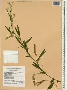 Lathyrus annuus L., South Asia, South Asia (Asia outside ex-Soviet states and Mongolia) (ASIA) (Cyprus)