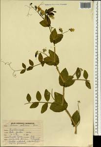 Lathyrus oleraceus Lam., South Asia, South Asia (Asia outside ex-Soviet states and Mongolia) (ASIA) (India)