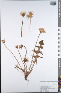 Taraxacum officinale Weber ex Wiggins, Eastern Europe, Central region (E4) (Russia)