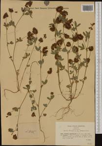 Trifolium grandiflorum Schreb., Western Europe (EUR) (Italy)