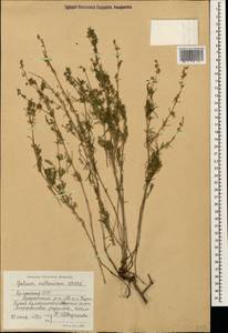 Galium verum subsp. verum, Caucasus, Armenia (K5) (Armenia)