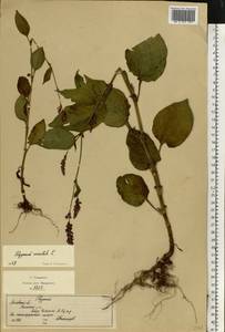 Persicaria orientalis (L.) Spach, Eastern Europe, Moscow region (E4a) (Russia)