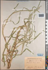 Glyceria notata Chevall., Middle Asia, Syr-Darian deserts & Kyzylkum (M7) (Uzbekistan)