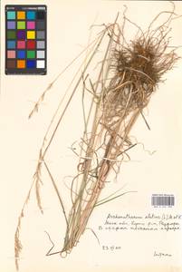 Arrhenatherum elatius (L.) P.Beauv. ex J.Presl & C.Presl., Eastern Europe, Moscow region (E4a) (Russia)