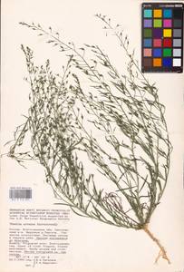 Thesium ramosum Hayne, Eastern Europe, Lower Volga region (E9) (Russia)