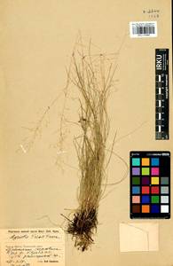 Agrostis vinealis Schreb., Siberia, Baikal & Transbaikal region (S4) (Russia)