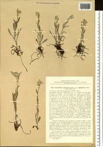 Leontopodium conglobatum (Turcz.) Hand.-Mazz., Siberia, Baikal & Transbaikal region (S4) (Russia)