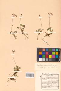 Micranthes nudicaulis (D. Don) Gornall & H. Ohba, Siberia, Russian Far East (S6) (Russia)