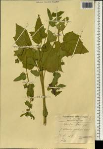 Althaea, South Asia, South Asia (Asia outside ex-Soviet states and Mongolia) (ASIA) (Iran)