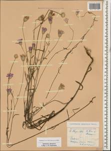 Xeranthemum squarrosum Boiss., Caucasus, Armenia (K5) (Armenia)