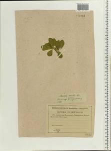 Trigonella caerulea (L.)Ser., Eastern Europe, Volga-Kama region (E7) (Russia)