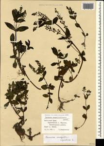 Veronica anagallis-aquatica L., Crimea (KRYM) (Russia)