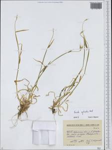 Secale sylvestre Host, Eastern Europe, South Ukrainian region (E12) (Ukraine)