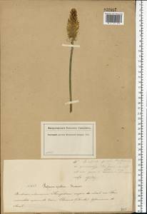 Phyteuma spicatum L., Eastern Europe, Moscow region (E4a) (Russia)