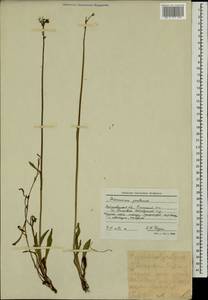 Pilosella caespitosa subsp. caespitosa, Eastern Europe, Moscow region (E4a) (Russia)