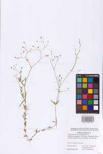 Stellaria graminea L., Eastern Europe, Central region (E4) (Russia)