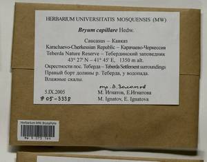 Rosulabryum capillare (Hedw.) J.R. Spence, Bryophytes, Bryophytes - North Caucasus & Ciscaucasia (B12) (Russia)