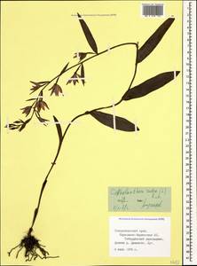 Cephalanthera rubra (L.) Rich., Caucasus, Stavropol Krai, Karachay-Cherkessia & Kabardino-Balkaria (K1b) (Russia)