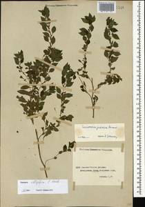 Parietaria judaica L., Caucasus, Georgia (K4) (Georgia)