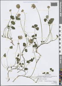 Trifolium repens L., Siberia, Chukotka & Kamchatka (S7) (Russia)